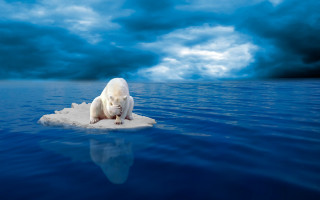 Polar bear iceberg ocean clouds - polar free wallpaper