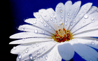 White flower water droplets blue - free rain wallpaper