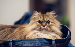 Fluffy cat in bag sad - inside free wallpaper