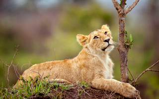 Lion cub sitting tree curious - a curious look free wallpaper