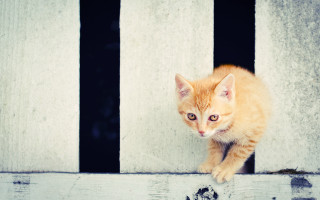Orange kitten window ledge animal - bar free wallpaper