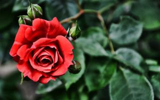 Red rose blooming garden bokeh - a garden area free wallpaper