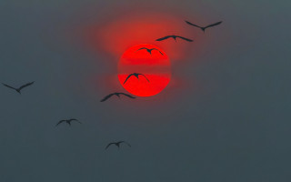 Birds sunset sky matte castle - sunset time free wallpaper