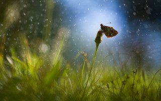 Insect blade grass rain magic - drop free wallpaper