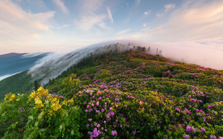 Mountain clouds flowers mist neo - mist free wallpaper