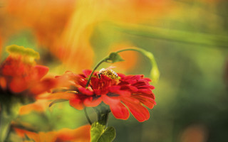 Bee red flower orange garden - a bee free wallpaper for desktop
