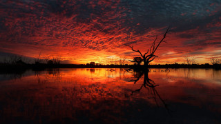 Sunset lake dead tree reflection - dead free wallpaper