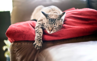 Cat laying red blanket couch - a plant in the background free wallpaper