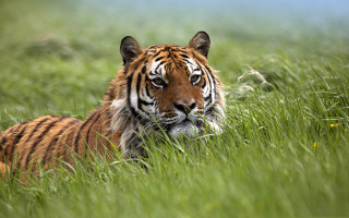 Tiger laying grass looking distance 2 - a tiger free wallpaper