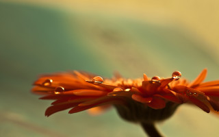 Flower water droplets sky macro - cindy wright free wallpaper for desktop