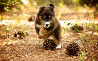 Dog running forest pinecones animal - pine free wallpaper for desktop