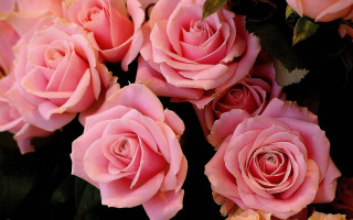 Pink roses bouquet macro flower - the stem free wallpaper