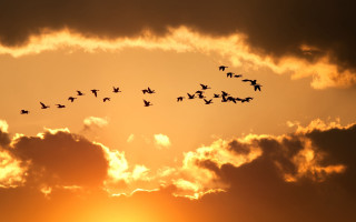 Birds sunset dawn fire sky - a flock of birds free wallpaper