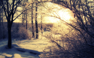 Snowy forest path sunlight winter - tree and snow free wallpaper