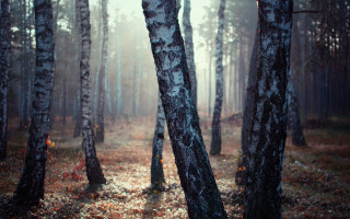 Autumn forest trail fog leaves - forest free wallpaper for desktop