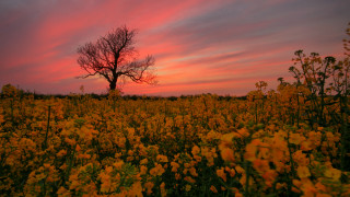 Autumn sunset field flowers tree - a field of flowers free wallpaper