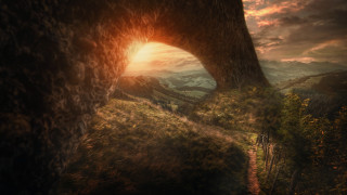 Large tree tunnel in trunk - a large tree free wallpaper