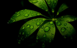Green plant water droplets macro 6 - the dark background free wallpaper