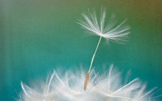 Dandelion white seeds wind green - a dandelion free wallpaper