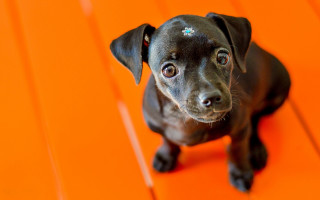 Black dog orange diamond hologram - piercing eye free wallpaper