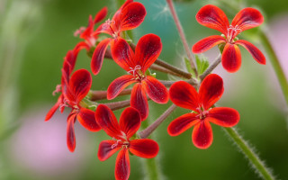 Red flower closeup butterfly leaf - a plant free wallpaper
