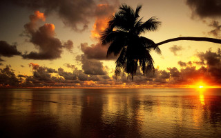 Palm tree sunset ocean clouds - a palm tree free wallpaper