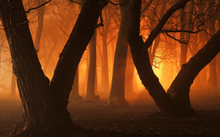 Foggy gothic forest autumn light - fog free wallpaper