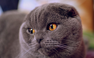 Gray cat yellow eyes macro - a gray cat free wallpaper for desktop