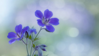Purple flower bokeh macro bug - soft free wallpaper