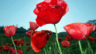 Red flower blue sky water - the petal free wallpaper