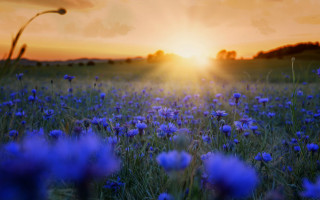 Blue flower field sunset clouds - blue flower free wallpaper