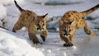 Lynx cubs running snow colorized - the camera and the other free wallpaper