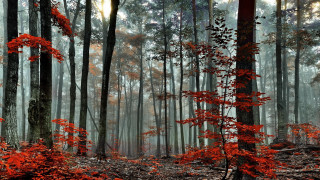 Red forest foggy sky autumn - a foggy sky in the background free wallpaper