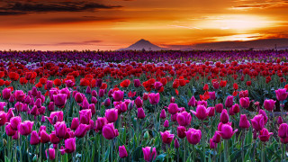Flower field sunset mountain cloudy - a red sky free wallpaper for desktop
