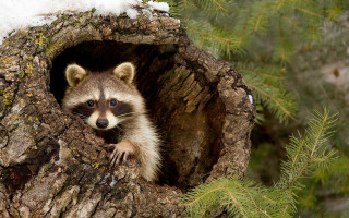 Raccoon tree trunk snow forest - darrell riche free wallpaper