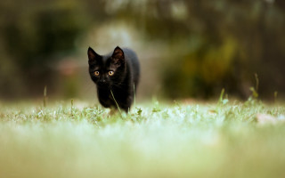Black cat field trees blurry - a black cat free wallpaper