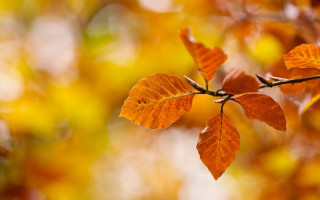 Branch leaves autumn fire orange - free autumn wallpaper