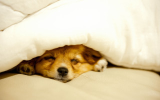 Dog sleeping blanket bed cave - the cover free wallpaper