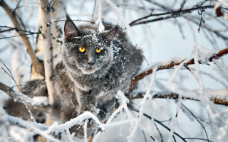 Cat yellow eyeshadow snow tree - surrealism free wallpaper for desktop