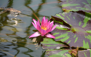 Pink flower pond lilies frog - floating free wallpaper for desktop