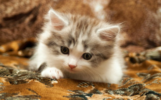 Small kitten blurry rococo cute - a blanket free wallpaper