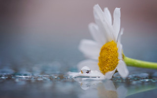 Daisy water droplets green stem - free rain wallpaper
