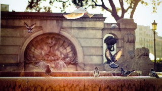 Flock birds fountain park statue - cherryl fountain free wallpaper for desktop