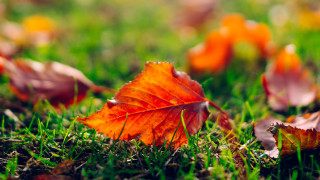 Autumn leaf on grass blurry - color field free wallpaper