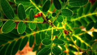 Green leaf macro bokeh blurry - a blurry background of leaves free wallpaper for desktop
