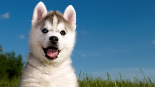 Husky smiling dog grass blue - husky free wallpaper for desktop