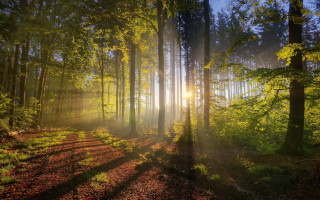 Sunbeam forest trail light nature - free autumn wallpaper