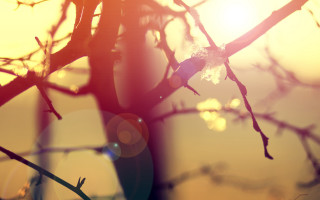 Bare tree sunset lens flare - the sunlight free wallpaper