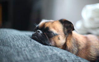 Small dog sleeping couch photorealism - a small dog free wallpaper