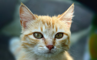 Cat orange blurry background depth - visible free wallpaper for desktop